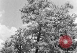 Image of lumbering Kentucky United States USA, 1940, second 16 stock footage video 65675050024