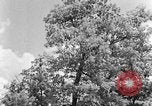 Image of lumbering Kentucky United States USA, 1940, second 18 stock footage video 65675050024