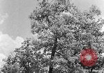 Image of lumbering Kentucky United States USA, 1940, second 21 stock footage video 65675050024