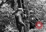 Image of lumbering Kentucky United States USA, 1940, second 29 stock footage video 65675050024