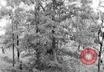 Image of lumbering Kentucky United States USA, 1940, second 46 stock footage video 65675050024