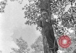 Image of lumbering Kentucky United States USA, 1940, second 56 stock footage video 65675050024