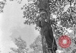 Image of lumbering Kentucky United States USA, 1940, second 58 stock footage video 65675050024