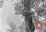Image of lumbering Kentucky United States USA, 1940, second 60 stock footage video 65675050024