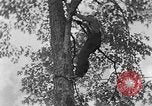 Image of lumbering Kentucky United States USA, 1940, second 61 stock footage video 65675050024