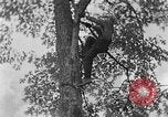 Image of lumbering Kentucky United States USA, 1940, second 62 stock footage video 65675050024
