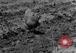 Standbild Feld pflügen Calhoun Alabama USA, 1940, aus Sekunde 3 historischem Filmmaterial Videoclip 65675050035