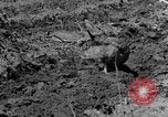 Standbild Feld pflügen Calhoun Alabama USA, 1940, aus Sekunde 7 historischem Filmmaterial Videoclip 65675050035