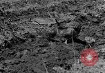 Standbild Feld pflügen Calhoun Alabama USA, 1940, aus Sekunde 10 historischem Filmmaterial Videoclip 65675050035