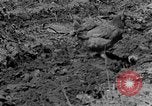 Standbild Feld pflügen Calhoun Alabama USA, 1940, aus Sekunde 13 historischem Filmmaterial Videoclip 65675050035