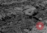 Standbild Feld pflügen Calhoun Alabama USA, 1940, aus Sekunde 14 historischem Filmmaterial Videoclip 65675050035