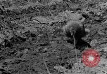 Standbild Feld pflügen Calhoun Alabama USA, 1940, aus Sekunde 15 historischem Filmmaterial Videoclip 65675050035