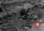 Standbild Feld pflügen Calhoun Alabama USA, 1940, aus Sekunde 17 historischem Filmmaterial Videoclip 65675050035