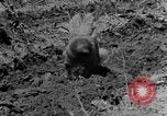 Standbild Feld pflügen Calhoun Alabama USA, 1940, aus Sekunde 18 historischem Filmmaterial Videoclip 65675050035