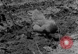 Standbild Feld pflügen Calhoun Alabama USA, 1940, aus Sekunde 19 historischem Filmmaterial Videoclip 65675050035