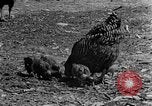 Standbild Feld pflügen Calhoun Alabama USA, 1940, aus Sekunde 20 historischem Filmmaterial Videoclip 65675050035