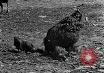 Standbild Feld pflügen Calhoun Alabama USA, 1940, aus Sekunde 21 historischem Filmmaterial Videoclip 65675050035