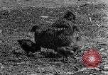 Standbild Feld pflügen Calhoun Alabama USA, 1940, aus Sekunde 22 historischem Filmmaterial Videoclip 65675050035