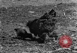 Standbild Feld pflügen Calhoun Alabama USA, 1940, aus Sekunde 23 historischem Filmmaterial Videoclip 65675050035
