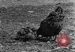 Standbild Feld pflügen Calhoun Alabama USA, 1940, aus Sekunde 24 historischem Filmmaterial Videoclip 65675050035