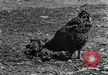 Standbild Feld pflügen Calhoun Alabama USA, 1940, aus Sekunde 25 historischem Filmmaterial Videoclip 65675050035