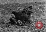 Standbild Feld pflügen Calhoun Alabama USA, 1940, aus Sekunde 26 historischem Filmmaterial Videoclip 65675050035