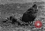 Standbild Feld pflügen Calhoun Alabama USA, 1940, aus Sekunde 27 historischem Filmmaterial Videoclip 65675050035