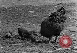 Standbild Feld pflügen Calhoun Alabama USA, 1940, aus Sekunde 28 historischem Filmmaterial Videoclip 65675050035
