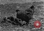 Standbild Feld pflügen Calhoun Alabama USA, 1940, aus Sekunde 29 historischem Filmmaterial Videoclip 65675050035