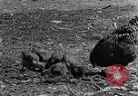 Standbild Feld pflügen Calhoun Alabama USA, 1940, aus Sekunde 30 historischem Filmmaterial Videoclip 65675050035