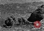 Standbild Feld pflügen Calhoun Alabama USA, 1940, aus Sekunde 31 historischem Filmmaterial Videoclip 65675050035
