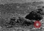 Standbild Feld pflügen Calhoun Alabama USA, 1940, aus Sekunde 32 historischem Filmmaterial Videoclip 65675050035