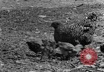Standbild Feld pflügen Calhoun Alabama USA, 1940, aus Sekunde 33 historischem Filmmaterial Videoclip 65675050035