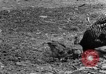 Standbild Feld pflügen Calhoun Alabama USA, 1940, aus Sekunde 34 historischem Filmmaterial Videoclip 65675050035