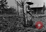 Standbild Maultier gezogener Pflug für afroamerikanischen Landwirt Calhoun Alabama USA, 1940, aus Sekunde 5 historischem Filmmaterial Videoclip 65675050043