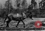 Standbild Maultier gezogener Pflug für afroamerikanischen Landwirt Calhoun Alabama USA, 1940, aus Sekunde 20 historischem Filmmaterial Videoclip 65675050043