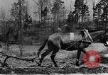 Standbild Maultier gezogener Pflug für afroamerikanischen Landwirt Calhoun Alabama USA, 1940, aus Sekunde 21 historischem Filmmaterial Videoclip 65675050043