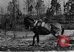 Standbild Maultier gezogener Pflug für afroamerikanischen Landwirt Calhoun Alabama USA, 1940, aus Sekunde 30 historischem Filmmaterial Videoclip 65675050043