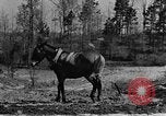 Standbild Maultier gezogener Pflug für afroamerikanischen Landwirt Calhoun Alabama USA, 1940, aus Sekunde 31 historischem Filmmaterial Videoclip 65675050043