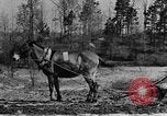 Standbild Maultier gezogener Pflug für afroamerikanischen Landwirt Calhoun Alabama USA, 1940, aus Sekunde 32 historischem Filmmaterial Videoclip 65675050043