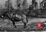 Standbild Maultier gezogener Pflug für afroamerikanischen Landwirt Calhoun Alabama USA, 1940, aus Sekunde 33 historischem Filmmaterial Videoclip 65675050043