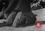 Standbild Afroamerikanische Kinder basteln Calhoun Alabama USA, 1940, aus Sekunde 50 historischem Filmmaterial Videoclip 65675050046