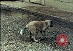 Standbild amerikanischen Marines Beirut Libanon, 1983, aus Sekunde 30 historischem Filmmaterial Videoclip 65675050104