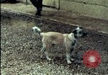 Standbild amerikanischen Marines Beirut Libanon, 1983, aus Sekunde 34 historischem Filmmaterial Videoclip 65675050104