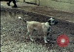 Standbild amerikanischen Marines Beirut Libanon, 1983, aus Sekunde 35 historischem Filmmaterial Videoclip 65675050104