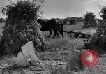 Standbild amerikanischen Stadt einheimischen Cummington Massachusetts USA, 1945, aus Sekunde 27 historischem Filmmaterial Videoclip 65675050130