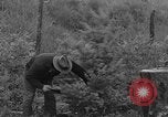 Immagine di Abeti Washington State United States USA, 1938, secondo 5 filmato di repertorio 65675050145