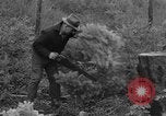 Immagine di Abeti Washington State United States USA, 1938, secondo 7 filmato di repertorio 65675050145