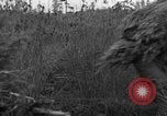 Immagine di Abeti Washington State United States USA, 1938, secondo 14 filmato di repertorio 65675050145