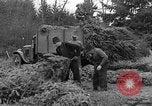 Immagine di Abeti Washington State United States USA, 1938, secondo 15 filmato di repertorio 65675050145